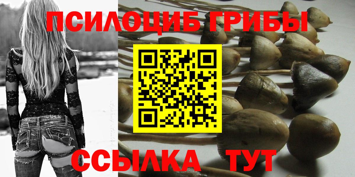 Псилоцибиновые грибы Psilocybe Еманжелинск